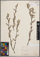 Foto von Salix aurita L. x Salix cinerea L.